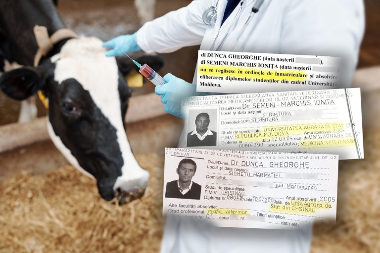 INVESTIGAȚIE. Și Vacile Din România Sunt Tratate De Medici Falși. Doi Veterinari Cu Diplome Din Republica Moldova Au Contracte De Sute De Mii De Lei Cu Statul Român, Dar Facultatea Din Chișinău Nu-i Găsește în Bazele De Date