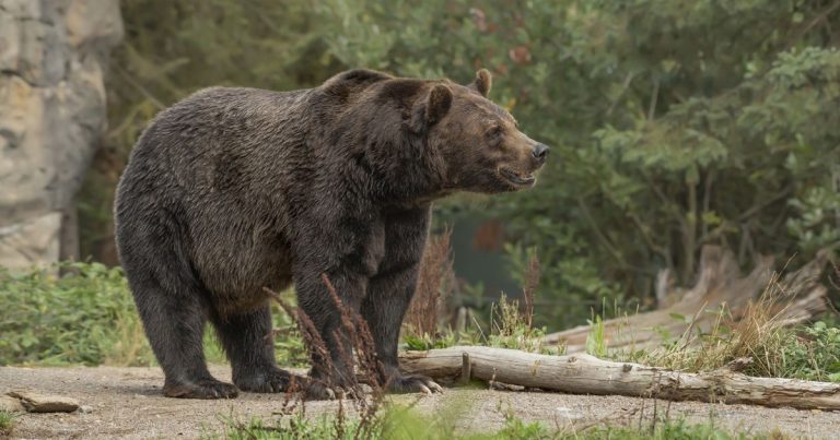 Autoritățile din Pitești încearcă să dea de urma unui urs. Localnicilor li se recomandă să rămână în case